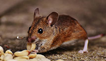24 Hour & Emergency Exterminators in Plainsboro, NJ